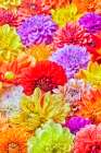 USA-Washington State-Issaquah Dahlias on display Art Print